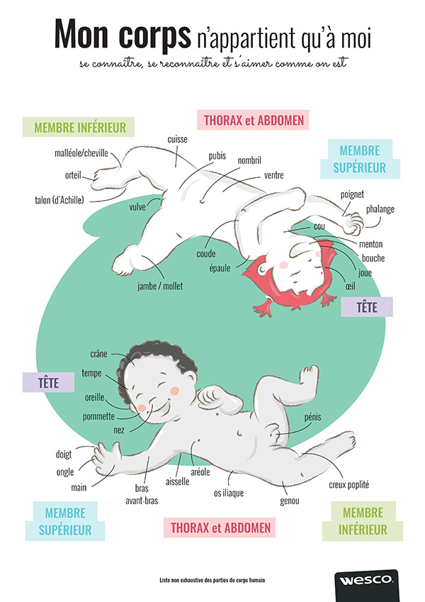Poster anatomie bébé