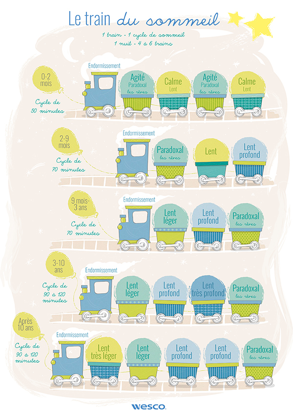infographie présentant les différents cycles du sommeil dès la naissance blog wesco
